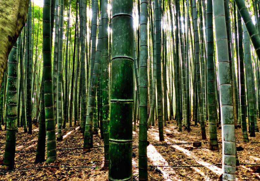 Bamboo Forest in Arashiyama Kyoto.