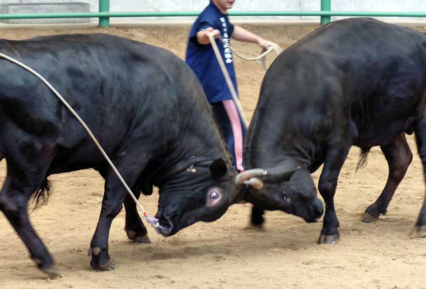 Bull Sumo, Dogo, Oki Islands.