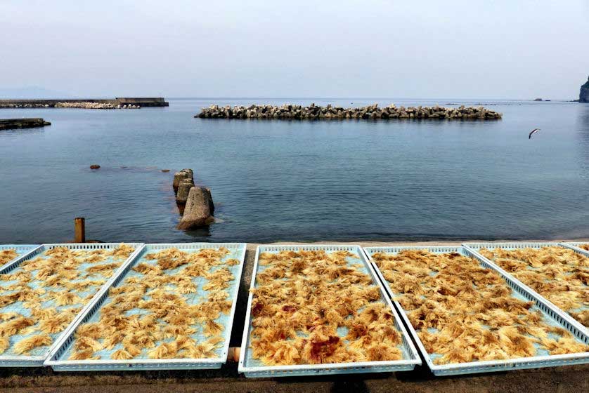 Freshly harvested seaweed drying on the shore, Dogo, Oki Islands.