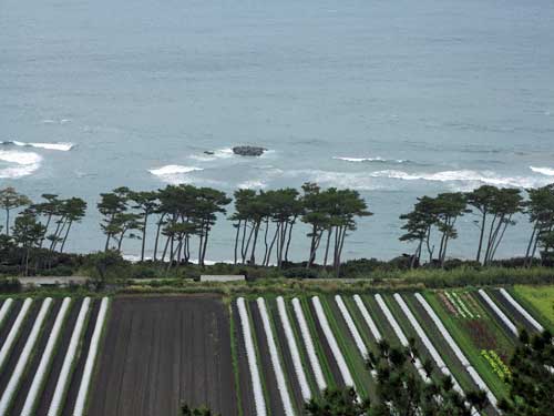 Flower Park, Kagoshima, Japan.