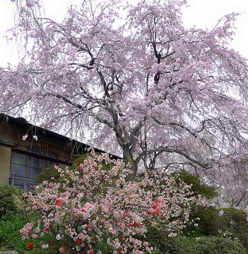 Haradani-en, Kyoto, Japan.