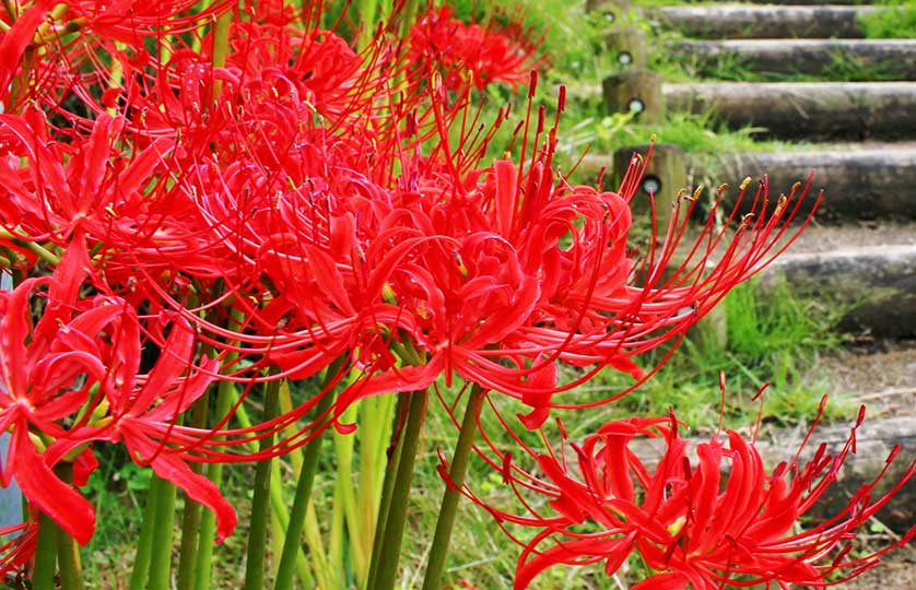 Higanabana flowers and rice, September, Shimane, Japan.