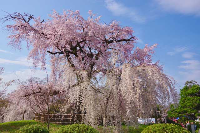 Maruyama Park Cherry Tree.