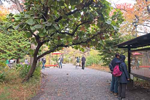 Tree-lined pathway in Mukojima Hyakkaen Garden, Tokyo, Japan.