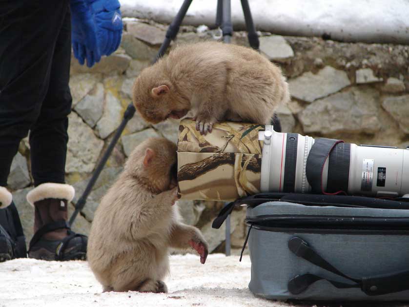 Japanese Macaque in winter.