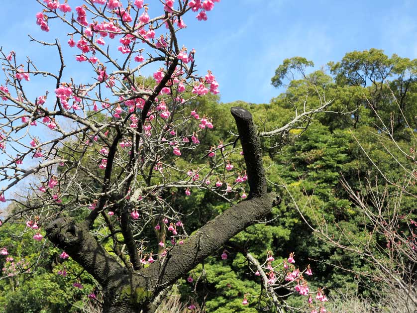 Senganen Gardens, Kagoshima, Kyushu, Japan.