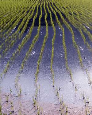 Rice growing, Shimonnohara, Shimane, Japan.