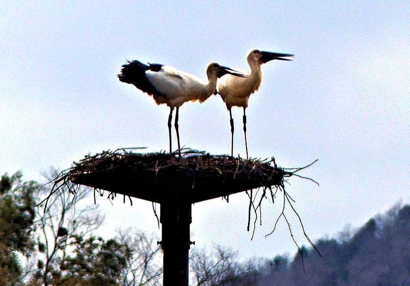 A breeding pair of Oriental White Storks.