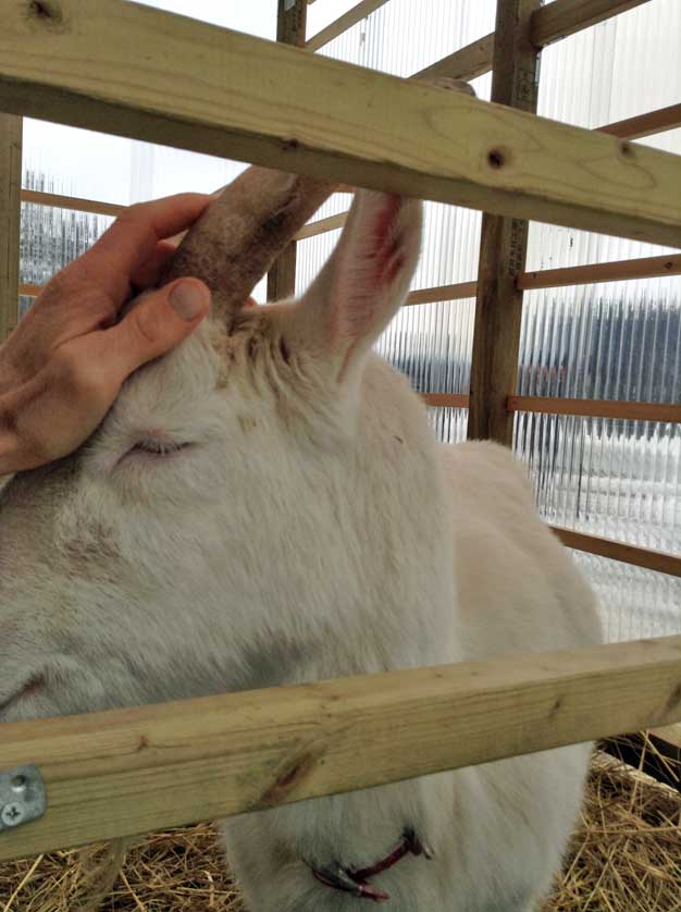 Friendly Goat, Wakuwaku Winter Festival, Niigata Prefecture.