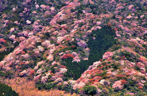 Yamazakura in Kyushu.