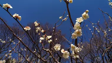 Plum blossom at Korakuen Gardens Okayama