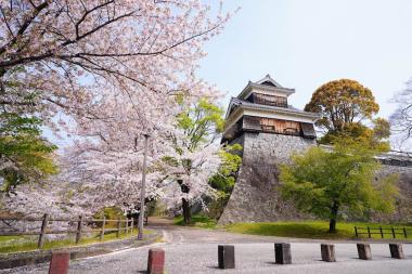 Kumamoto Castle and cherry blossoms