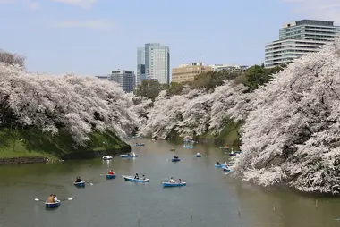 Cerisiers en fleurs à Tokyo