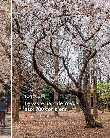 Top 6 des lieux où admirer les Sakura à Tokyo 