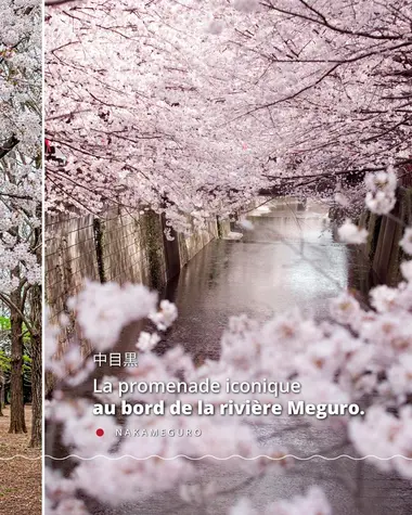 Top 6 des lieux où admirer les Sakura à Tokyo 