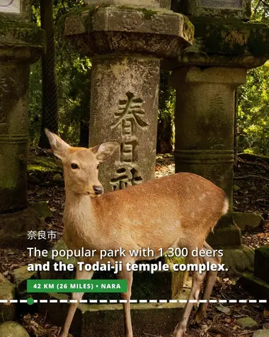 Deers in Nara 