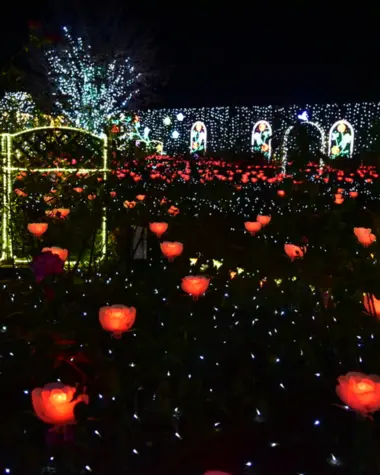 Fleurs illuminées à Ashikaga