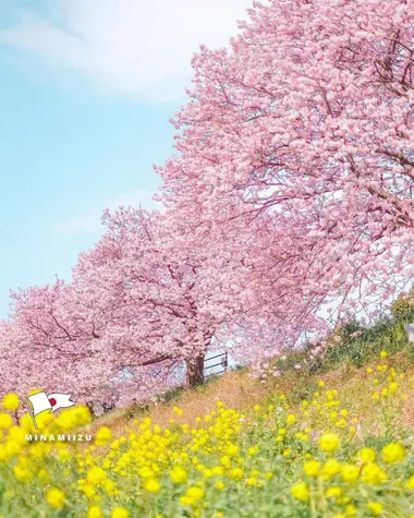 cerisiers en fleurs