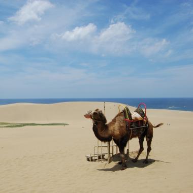 Kamel in den Sanddünen in Tottori, Japan
