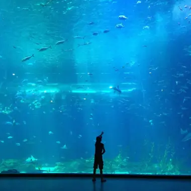 Enfant devant un immense aquarium