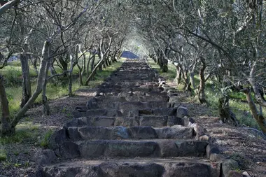 Olive trees at Shodoshima Olive Park 