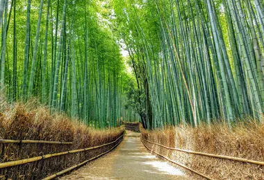 Arashiyama Bamboo Forest, Kyoto