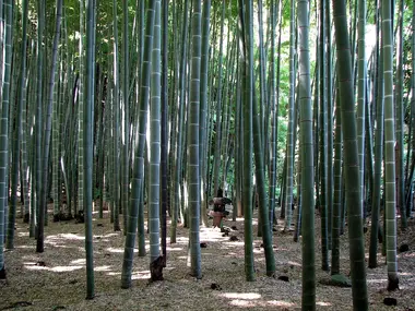 The bamboo forest of Hokukuji