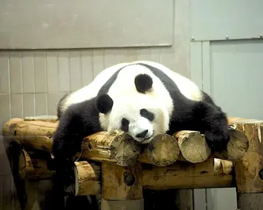 Le panda, symbole du zoo d'Ueno.