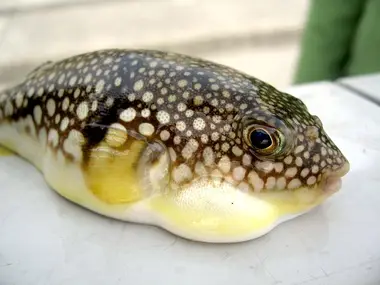 Per riflesso difensivo, il fugu si gonfia quando si sente attaccato.