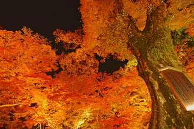 Momiji Garden