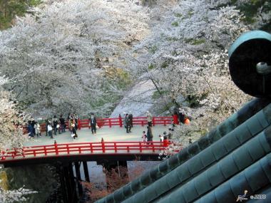 Vue du parc de Hirosaki depuis le toit du château, au moment des cerisiers en fleurs