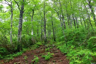 Chemin forestier de Buna no mori