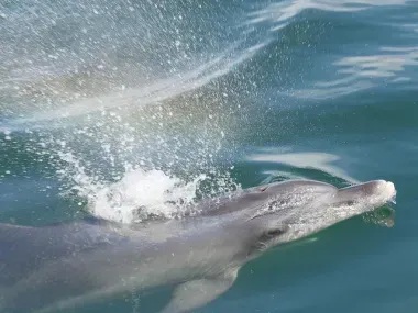 Des croisières permettent d'observer les dauphins autour de l'archipel d'Amakusa