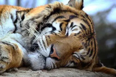 Tigre au Gunma Safari Park