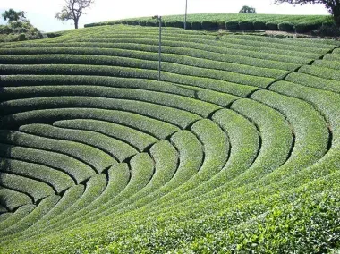 L'harmonie des plantations de thé à Wazuka