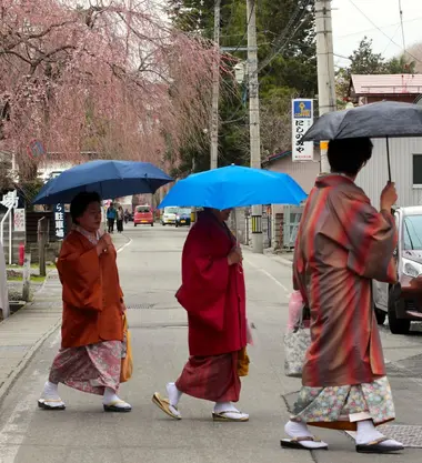 Sortie des belles dames de Kakunodate pour aller voir les cerisiers en fleurs