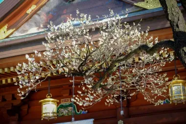 Purnier en fleur au temple Yushima Tenman-gu