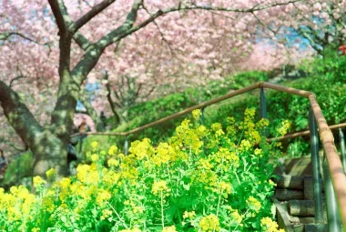 Cerisiers et colza à Kawazu