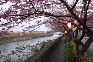 Lanternes et cerisiers à Kawazu