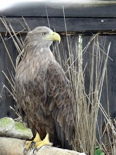 White Tailed Eagle