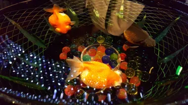 Le poisson rouge, un symbole de l'été au Japon