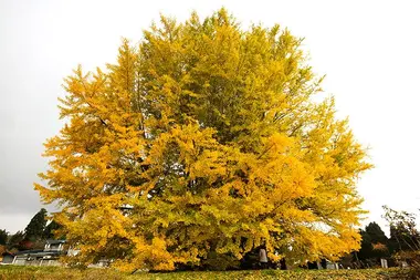  Le Grand Kikubo de Aomori