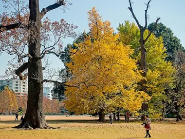 Shinjuku Gyoen