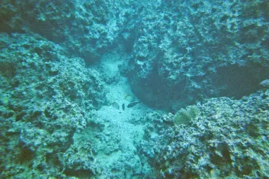 Les fonds marins au cap Maeda, Okinawa