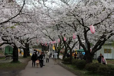 Tunnel de sakura à Kitakami