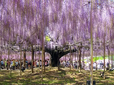 Glycine au parc floral d’Ashikaga 
