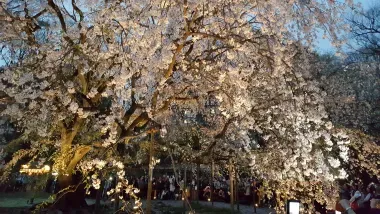Les illuminations de printemps de Rikugi-en