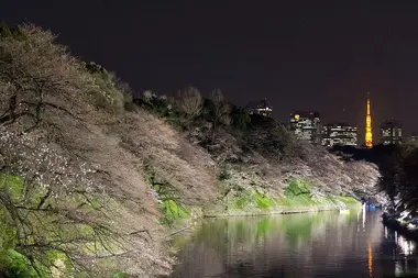 L'allée Chidorigafuchi est ouverte exceptionnellement jusqu'à 22h lors de hanami