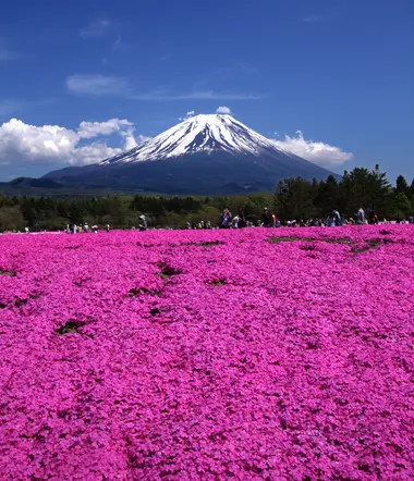 Fuji_Shibazakura_Festival