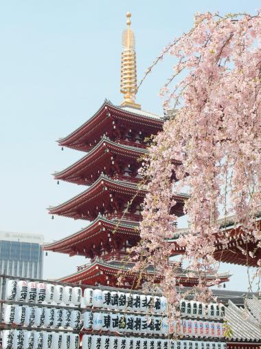 Cerisier en fleurs au temple Senso-ji, Asakusa